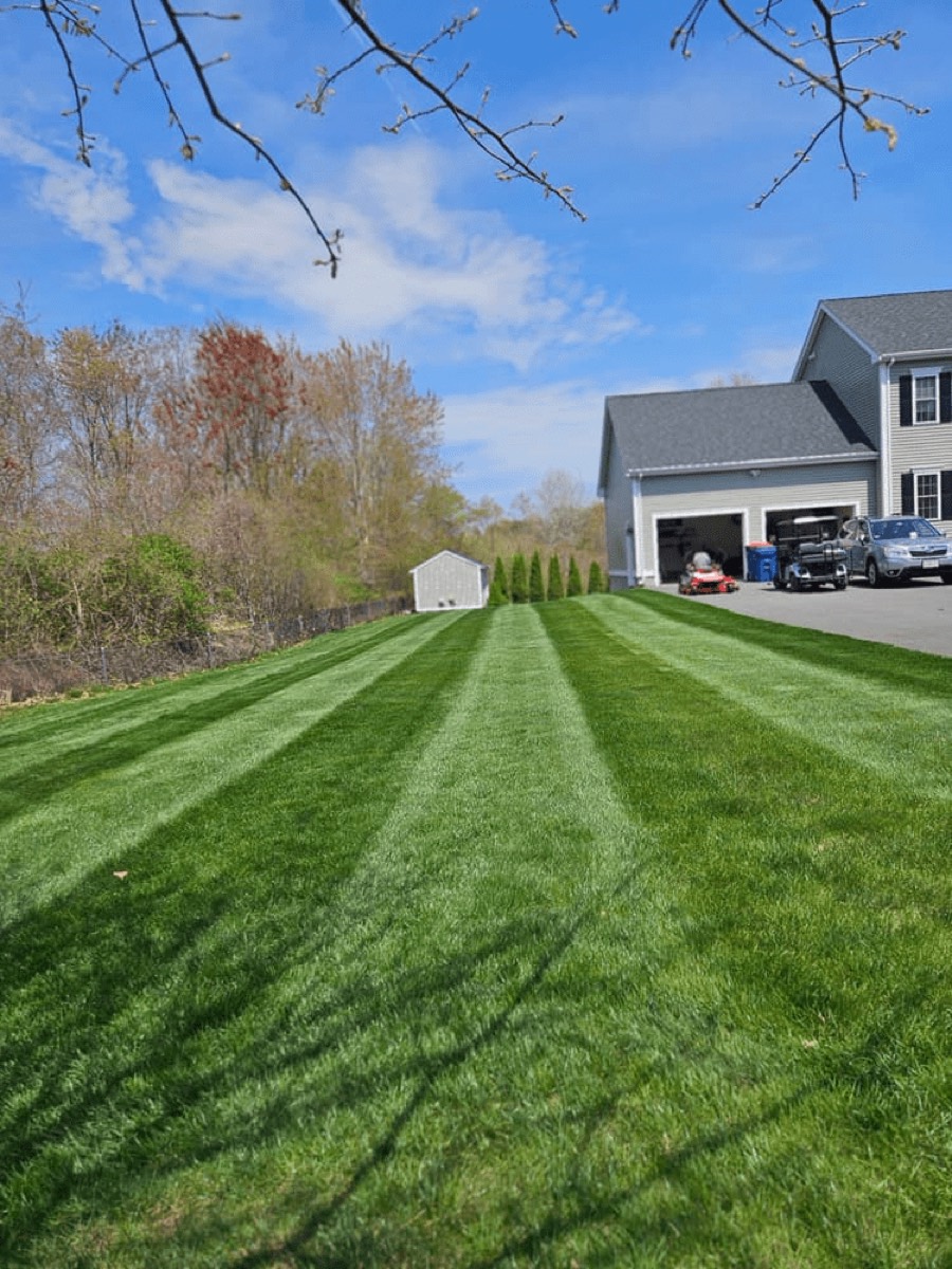 PROTURF lawn transformation