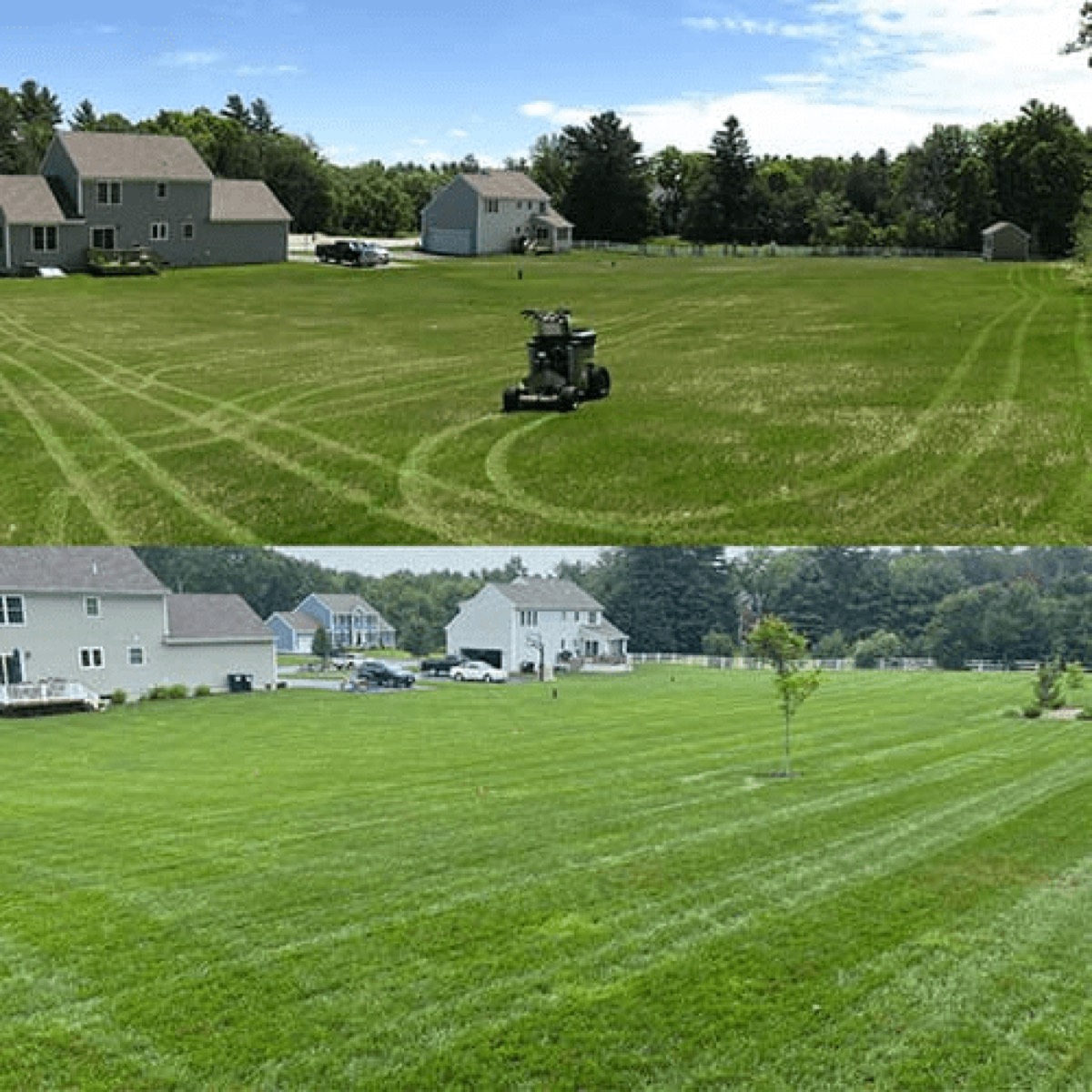 PROTURF lawn transformation