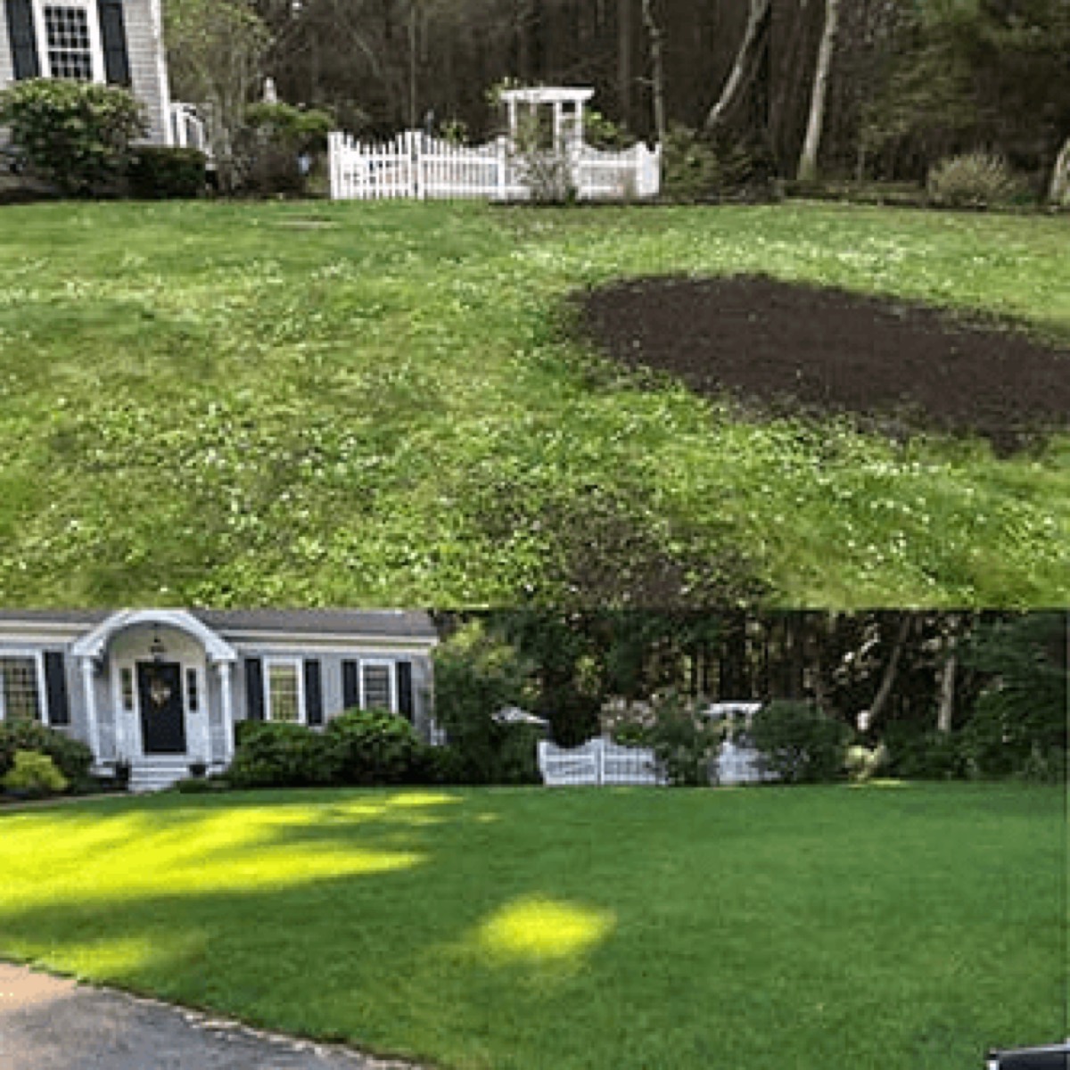 PROTURF lawn transformation