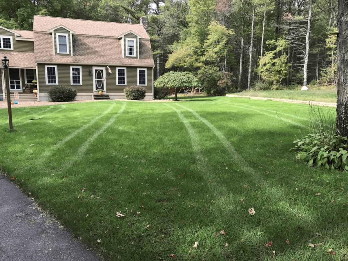 PROTURF lawn transformation