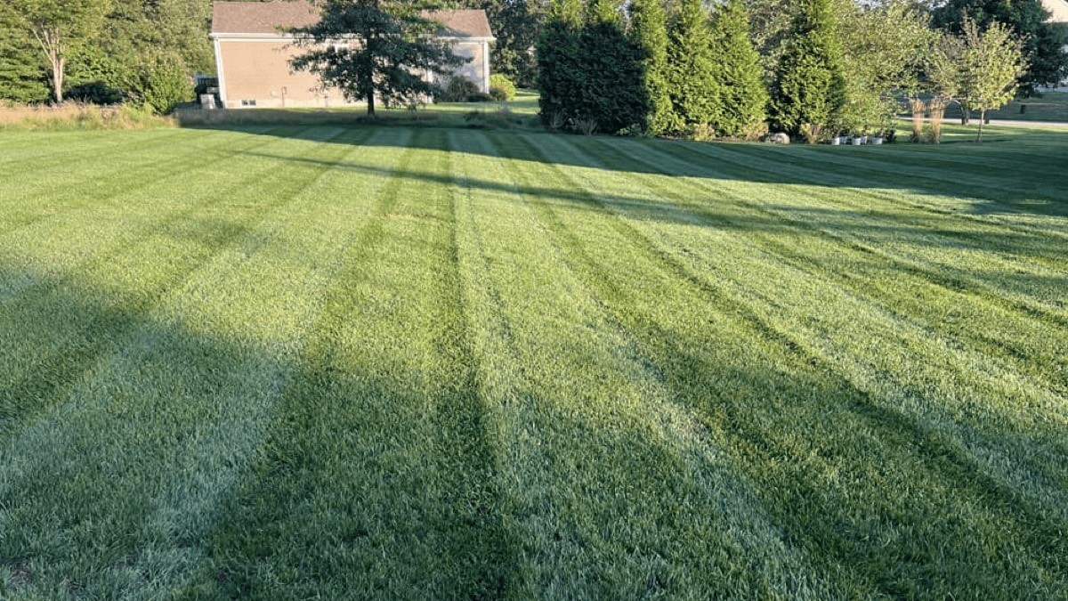 Lawn Overseeding
